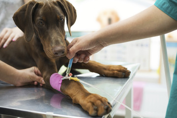 Beautiful doberman puppy lying on a veterinary table and gets an infusion. Vet holding infusion...