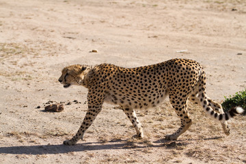 Obraz na płótnie Canvas masai mara cheetah