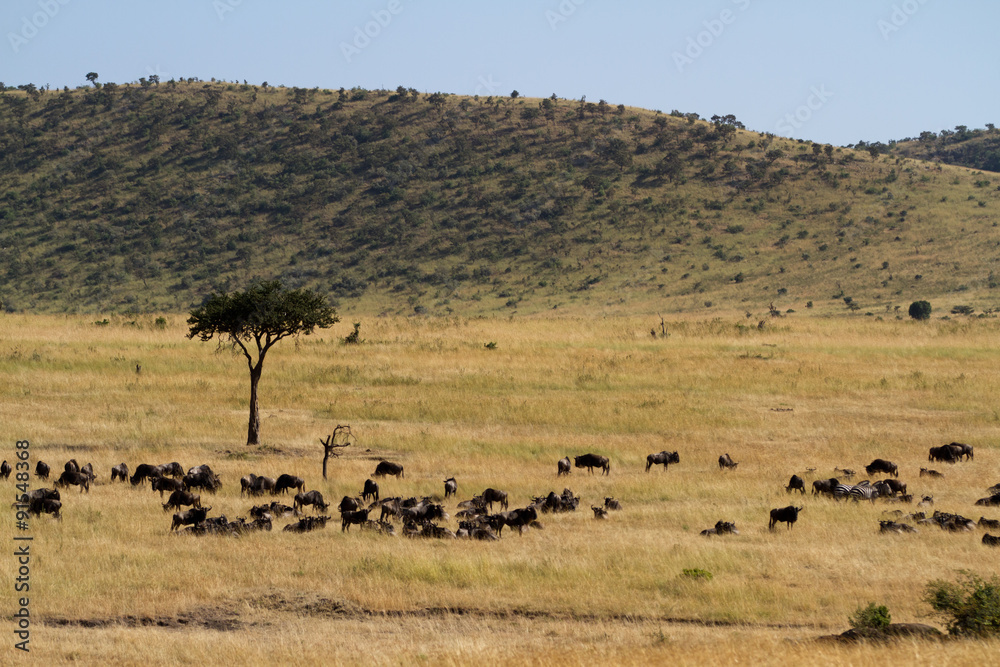 Wall mural masai mara overview in kenya