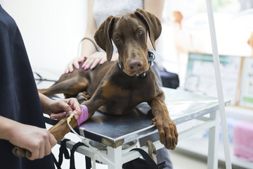Beautiful doberman puppy lying on a veterinary table and gets an infusion. Vet holding infusion...