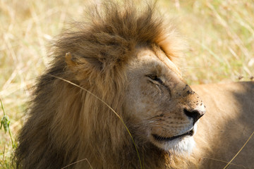 masai mara lion