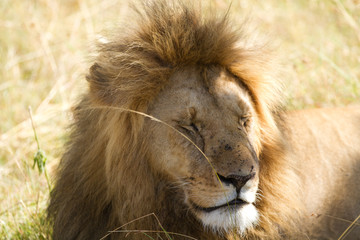 masai mara lion