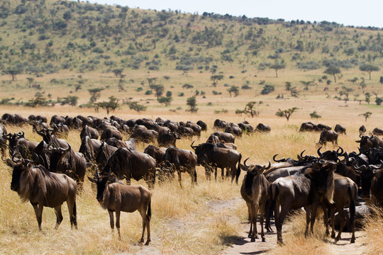 masai mara overview in kenya
