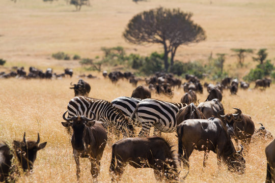 masai mara overview in kenya