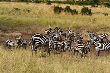 masai mara animals during a safari