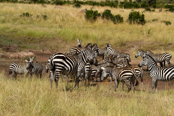 Fototapeta na wymiar masai mara animals during a safari