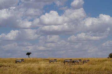 masai mara overview in kenya