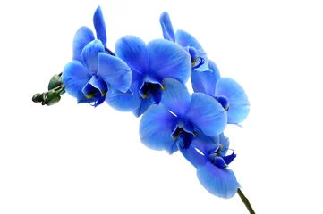 Poster Blauwe bloemorchidee die op witte achtergrond wordt geïsoleerd © fullempty