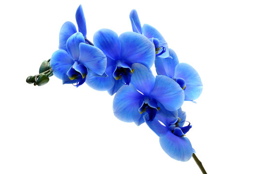 Blue flower orchid isolated on white background