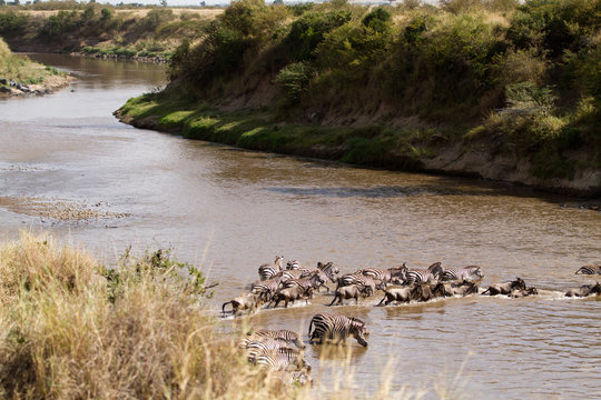Mara River Crossing During The Migration Season