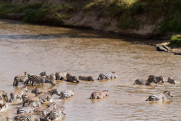 mara river crossing during the migration season