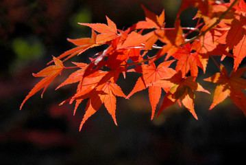 紅葉