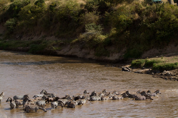 migration crossing in the mara river in the masai mara reserve