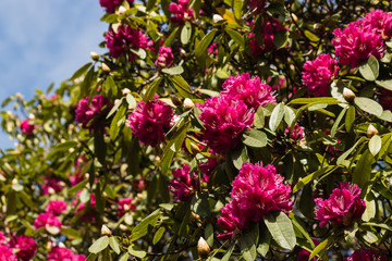 pink rhododendron flowers against blue sky