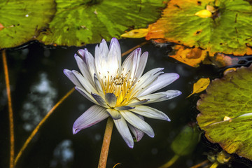 water lily