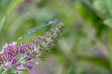 schnura heterosticta, common bluetail, is a common damselfly of the family Coenagrionidae.