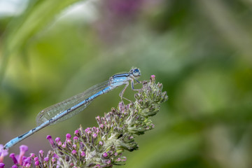 schnura heterosticta, common bluetail, is a common damselfly of the family Coenagrionidae.