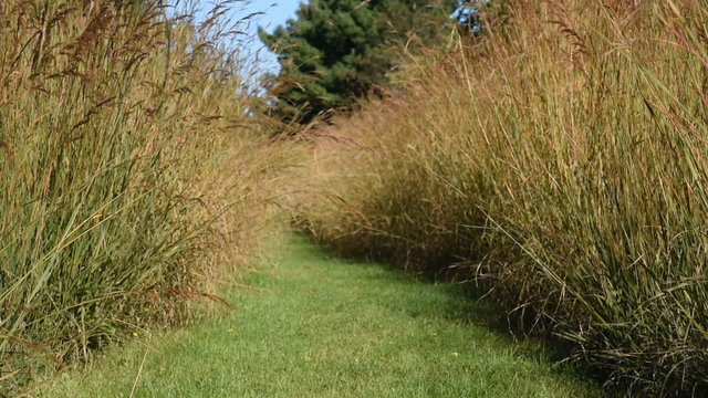 A mowed grass path through Indiangrass (Sorghastrum nutans) and other tall prairie plants during a windy late summer day.
