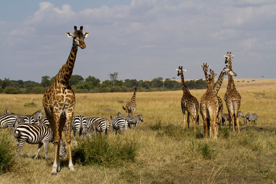 Fototapeta masai mara wildlife