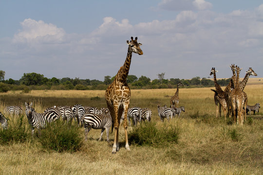 Fototapeta masai mara wildlife
