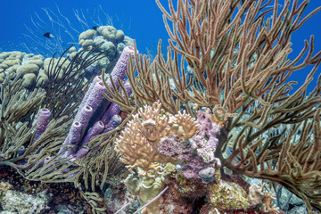 Underwater coral reef