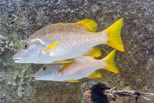 schoolmaster snapper, Lutjanus apodus,fish