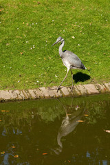 Le héron et son reflet