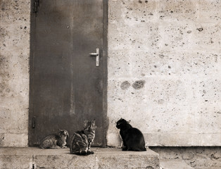 Artwork in retro style, cats, outside