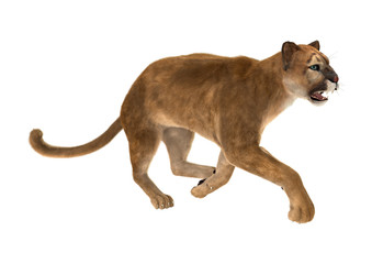 Fototapeta na wymiar Big Cat Puma