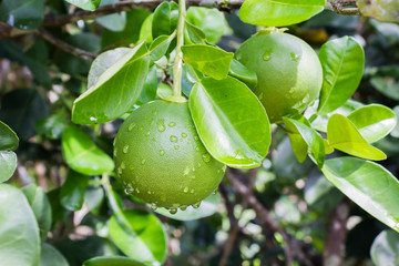 Small fresh young pomelo on tree in tropical garden