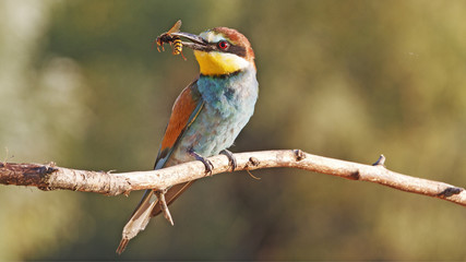 In a pleasant light/Merops apiaster
