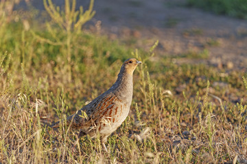 Partridge on the side 1/Grey partridge