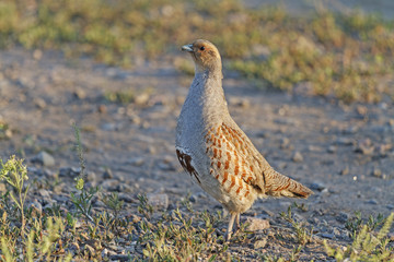 Partridge on the side 2/Grey partridge