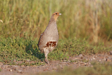 Dancer/Grey partridge