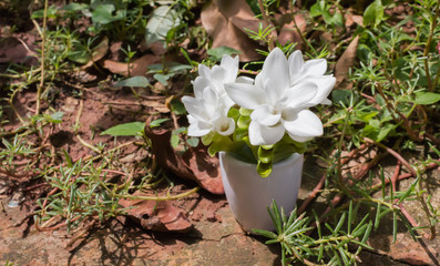 White flowers Siam tulip in vase