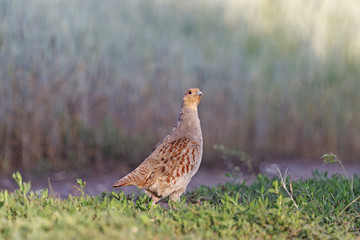 Partridge and wheat/Grey partridge