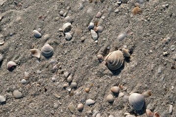 Sand & Shells