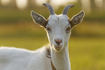 Symbol year 2/Nanny goat