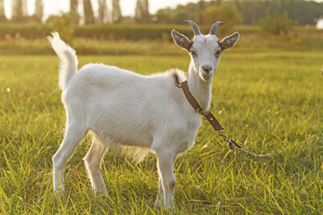 Symbol year 1/Nanny goat