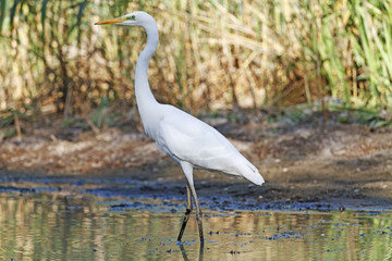 Stance/Great egret