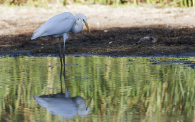 Looking at display/Great egret