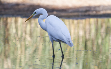 Hung nose/Great egret
