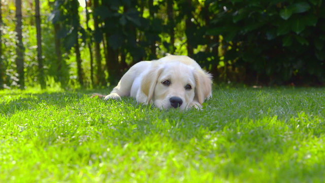 Cute Puppy in the Garden - looking around - barking