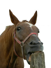 Koppen: Eine Verhaltensstörung bei Pferden