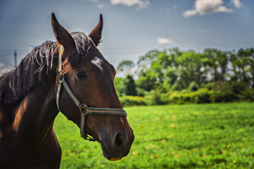 Brown horse on field