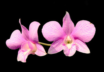 Pink cultivated orchid isolated over black background