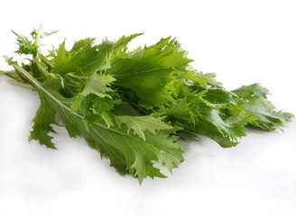 green leaves of lettuce
