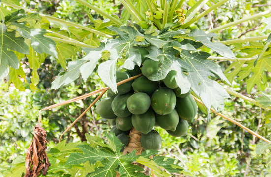 Raw papaya fruit on tree in nature garden view