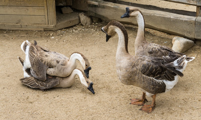 Obraz premium goos mating reproducing geese birds