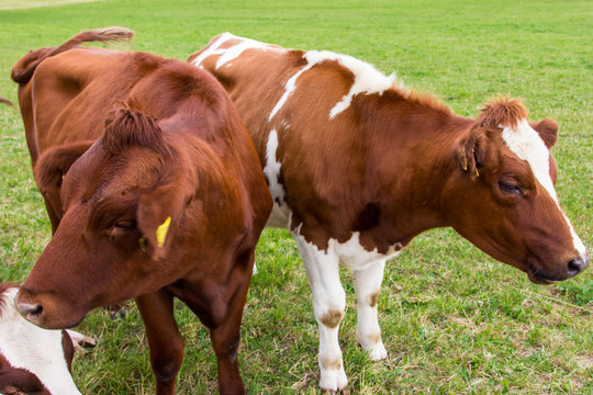 cows in the field in green meadow farm